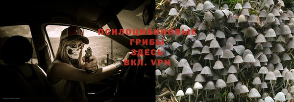 стаф Аркадак